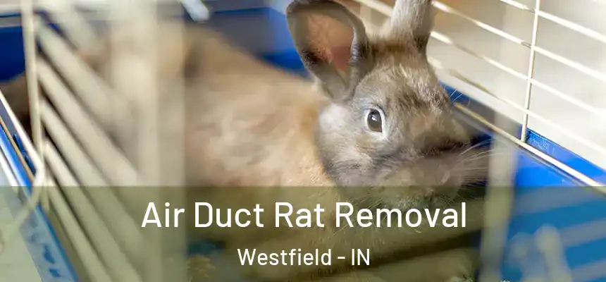  Air Duct Rat Removal Westfield - IN